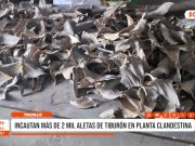 Salaverry: incautan aletas de tiburón en planta clandestina