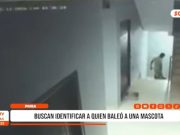 Piura: buscan identificar a quien baleó a mascota
