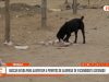Trujillo: buscan ayuda para alimentar a perritos de albergue de excandidato asesinado