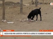 Trujillo: buscan ayuda para alimentar a perritos de albergue de excandidato asesinado