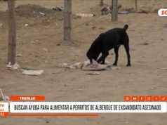 Trujillo: buscan ayuda para alimentar a perritos de albergue de excandidato asesinado