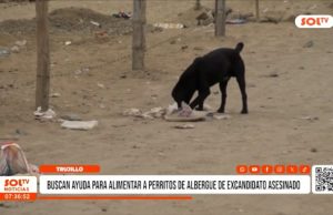 Trujillo: buscan ayuda para alimentar a perritos de albergue de excandidato asesinado