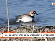 Piura fue parte del Global Day: observamiento de aves del mundo