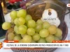 Áncash: Festival de la Vendimia Cachipampa destaca producción de uva y vino