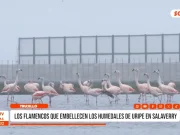 Trujillo: existe un hábitat de flamencos en Salaverry