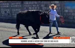 Arequipa: hombre acude a votar con toro de 900 kilos