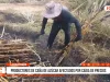 Lambayeque: productores de caña de azúcar afectados por caída de precios