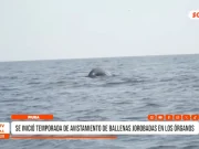 Piura: se inició temporada de avistamiento de ballenas jorobadas en Los Órganos