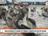 Trujillo: Cientos de pelícanos llegan a terminal pesquero por escasez de anchoveta