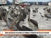 Trujillo: Cientos de pelícanos llegan a terminal pesquero por escasez de anchoveta