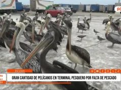 Trujillo: Cientos de pelícanos llegan a terminal pesquero por escasez de anchoveta