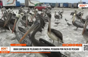 Trujillo: Cientos de pelícanos llegan a terminal pesquero por escasez de anchoveta