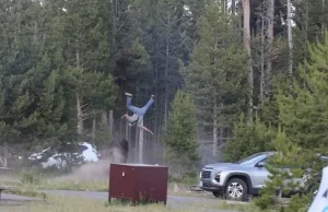 Internacional: Turista resulta gravemente herido tras ataque de bisonte en Yellowstone