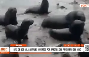 Áncash: Fenómeno de El Niño dejó más de dos mil animales muertos