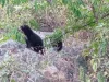 Nacen dos cachorros de oso andino en Chaparrí y fortalecen la conservación de esta especie en el Perú