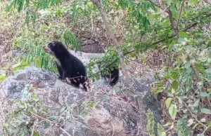 Nacen dos cachorros de oso andino en Chaparrí y fortalecen la conservación de esta especie en el Perú