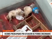 Vecinos denuncian abandono y desnutrición de perros en urbanización Santa María