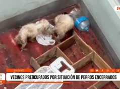 Vecinos denuncian abandono y desnutrición de perros en urbanización Santa María