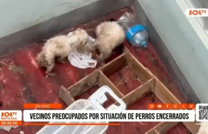 Vecinos denuncian abandono y desnutrición de perros en urbanización Santa María