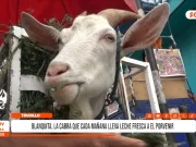 Trujillo: blanquita, la cabra que cada mañana lleva leche fresca a El Porvenir
