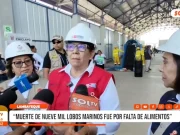 Lambayeque: ministra de Ambiente afirma que muerte de lobos marinos fue por falta de alimentos