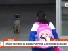 Trujillo: niña de 7 años es atacada por perro al interior de su colegio