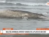 Ballena jorobada de 13 metros varó en playa de San José