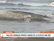 Ballena jorobada de 13 metros varó en playa de San José