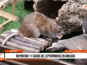 Áncash registra 11 casos confirmados de leptospirosis