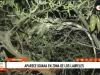 Trujillo: iguana se refugia en árbol y genera preocupación durante intento de rescate