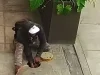 Trujillo: robo de varilla de cobre en cafetería de la Av. América