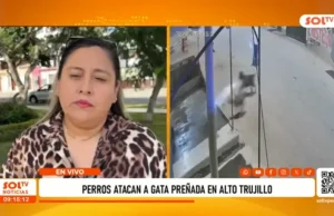 Alto Trujillo: gatita preñada muere tras ataque de perros y animalistas exigen justicia