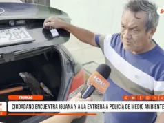 Trujillo: ciudadano encuentra iguana y a la entrega a policía de medio ambiente