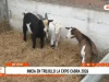 Expo Cabra 2026 presenta razas, beneficios y potencial productivo de la cabra en La Libertad
