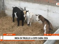 Expo Cabra 2026 presenta razas, beneficios y potencial productivo de la cabra en La Libertad