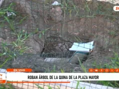 Roban árbol de la quina de la Plaza Mayor de Trujillo y alteran protección del ejemplar