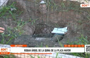Roban árbol de la quina de la Plaza Mayor de Trujillo y alteran protección del ejemplar