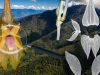 Pasco: descubren nueva especie de orquídea en parque nacional