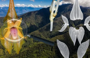 Pasco: descubren nueva especie de orquídea en parque nacional