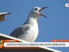 La Libertad: capacitan en protocolos de manejo de fauna silvestre marino costera