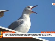 La Libertad: capacitan en protocolos de manejo de fauna silvestre marino costera