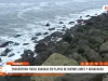Trujillo: dos focas aparecen varadas en playas de Buenos Aires y Huanchaco