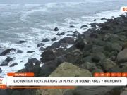 Trujillo: dos focas aparecen varadas en playas de Buenos Aires y Huanchaco