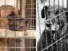 Tras décadas de tradición, Corea del Sur prohibirá la venta de carne de perro