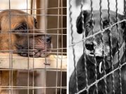 Tras décadas de tradición, Corea del Sur prohibirá la venta de carne de perro