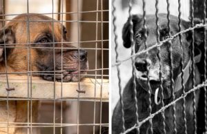 Tras décadas de tradición, Corea del Sur prohibirá la venta de carne de perro