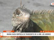 Trujillo: iguana causa sorpresa en la urb. Los Jardines