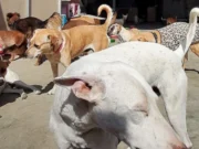 Sullana: hombre fue condenado por abandonar perros en un basural