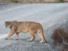 Un puma rescatado en Brasil volvió tres veces al lugar donde fue encontrado de cachorro