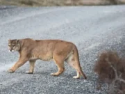 Un puma rescatado en Brasil volvió tres veces al lugar donde fue encontrado de cachorro
